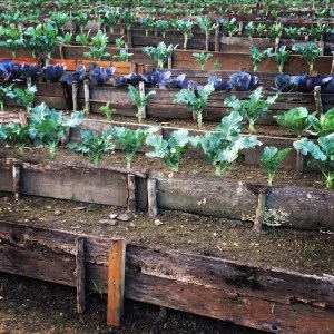 The 3.5 acre raised-bed organic garden at Blancaneaux Lodge.