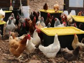 Earth Matter Chickens on Governors Island eat food scraps