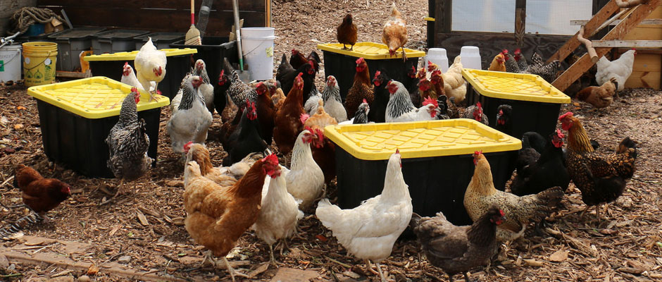 Earth Matter Chickens on Governors Island eat food scraps